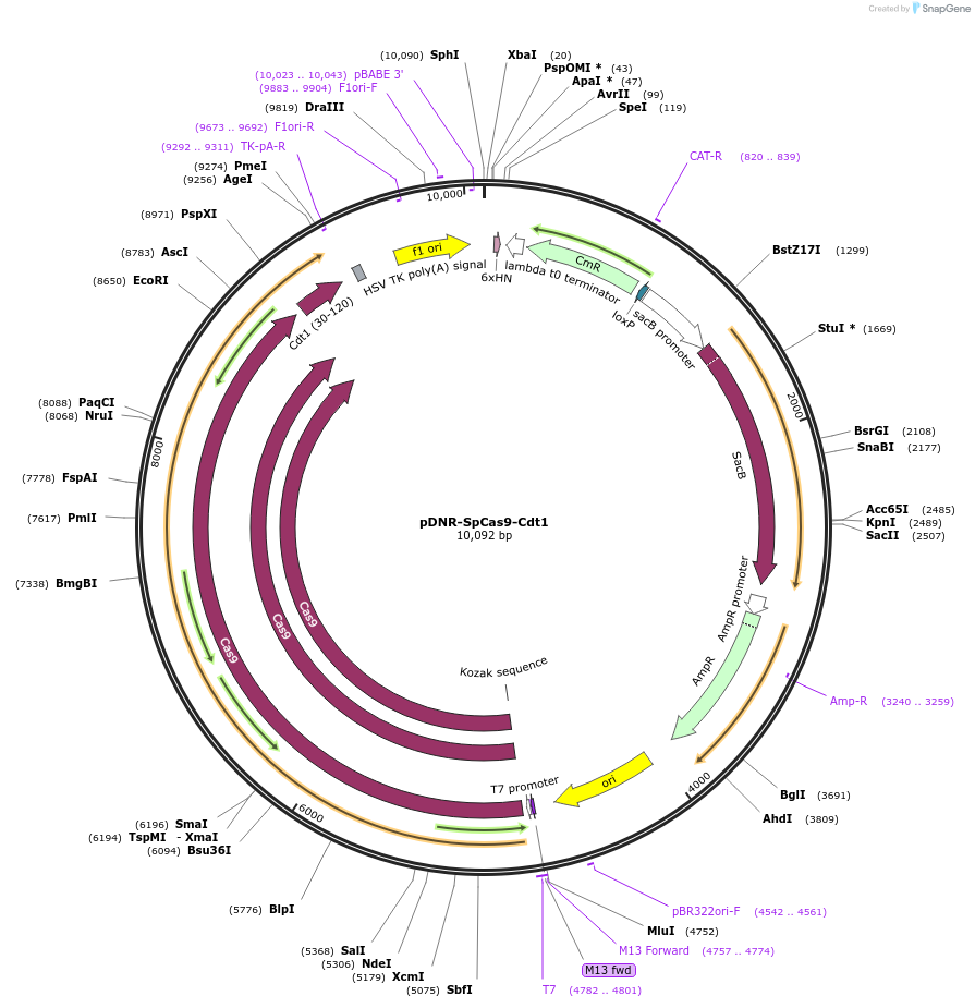 80426-plasmid-map-sequence-id-151565