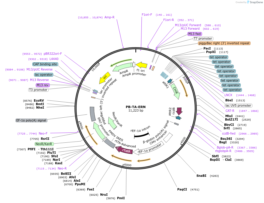 80474-plasmid-map-sequence-id-151580