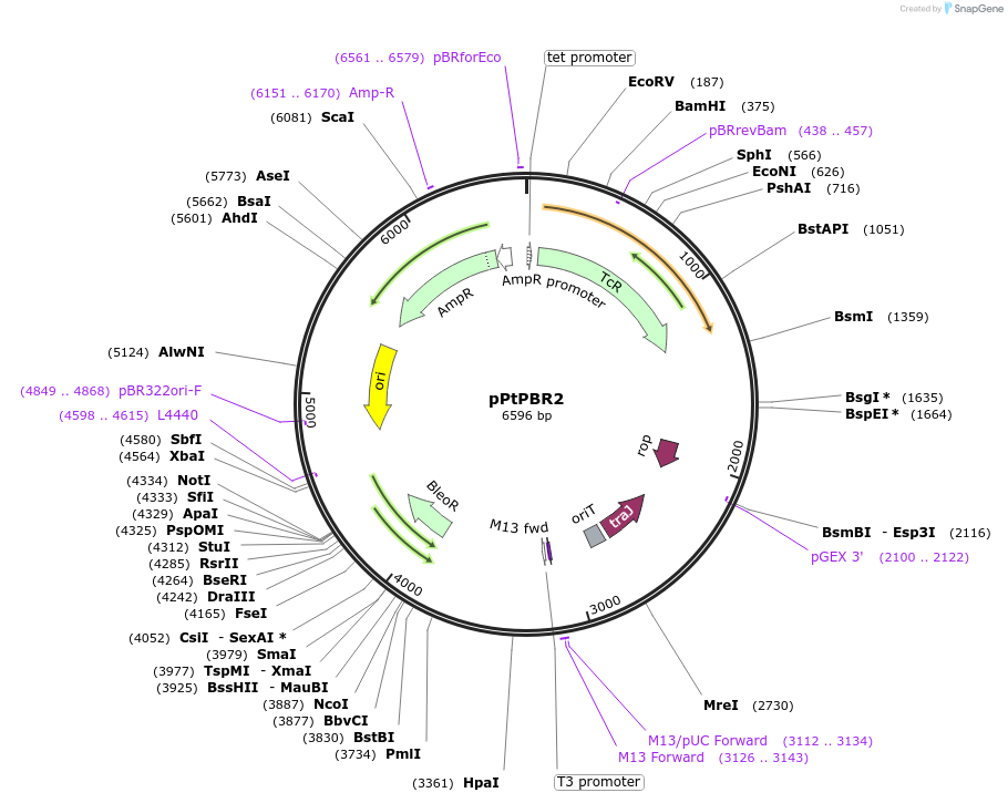 80387-plasmid-map-sequence-id-151694