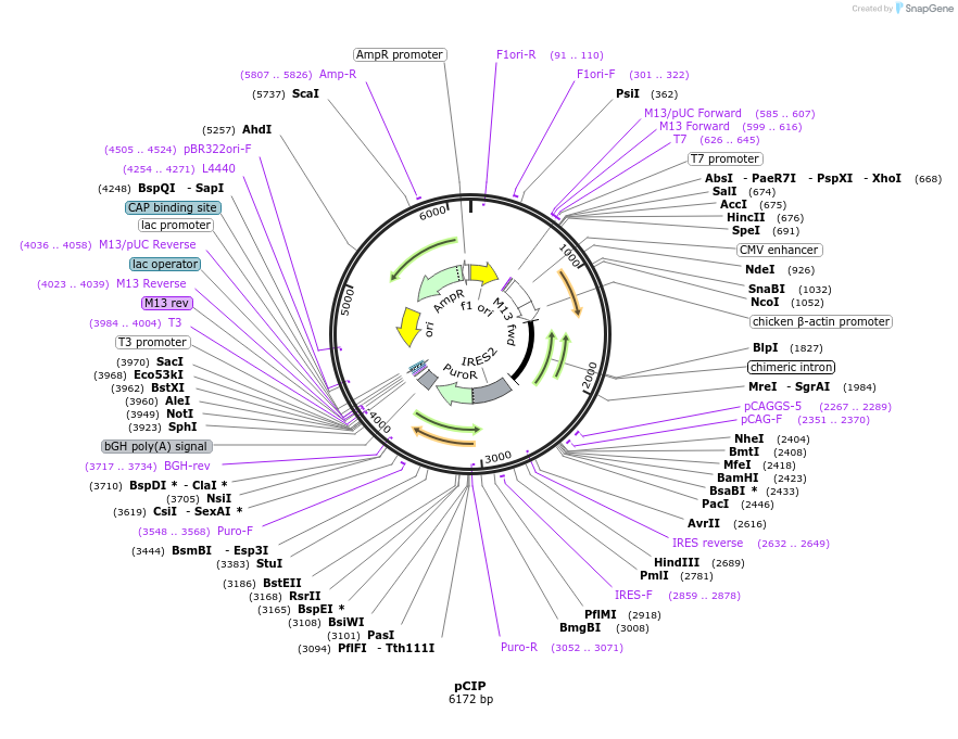 79009-plasmid-map-sequence-id-151714