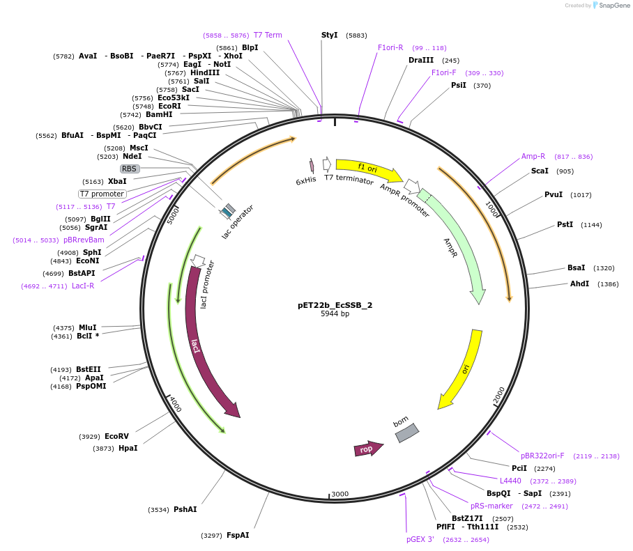 78204-plasmid-map-sequence-id-151737