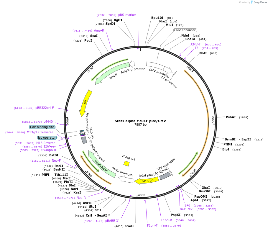 8701-plasmid-map-sequence-id-151851