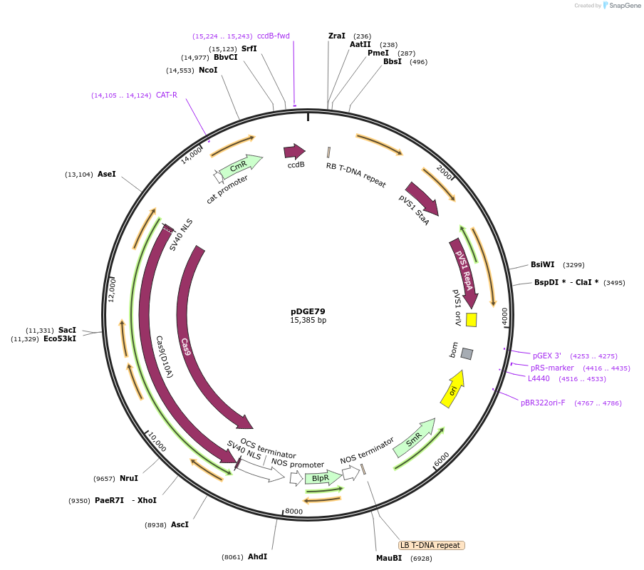 80581-plasmid-map-sequence-id-151858