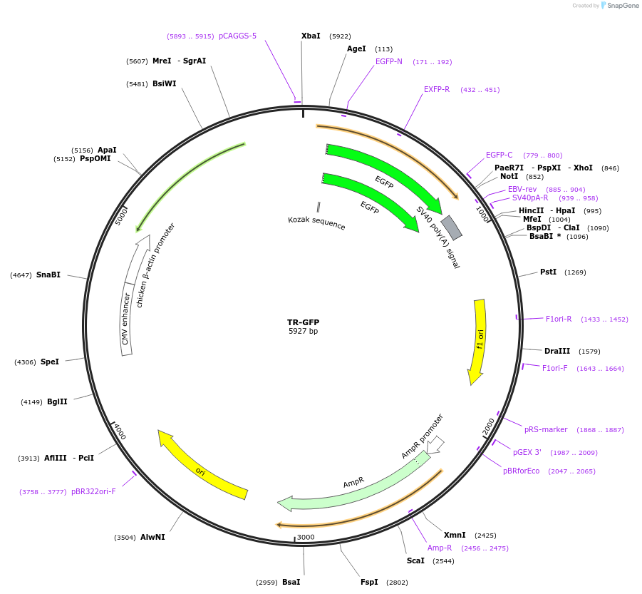 80591-plasmid-map-sequence-id-151865