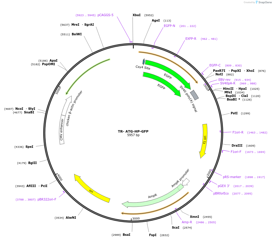 80592-plasmid-map-sequence-id-151877