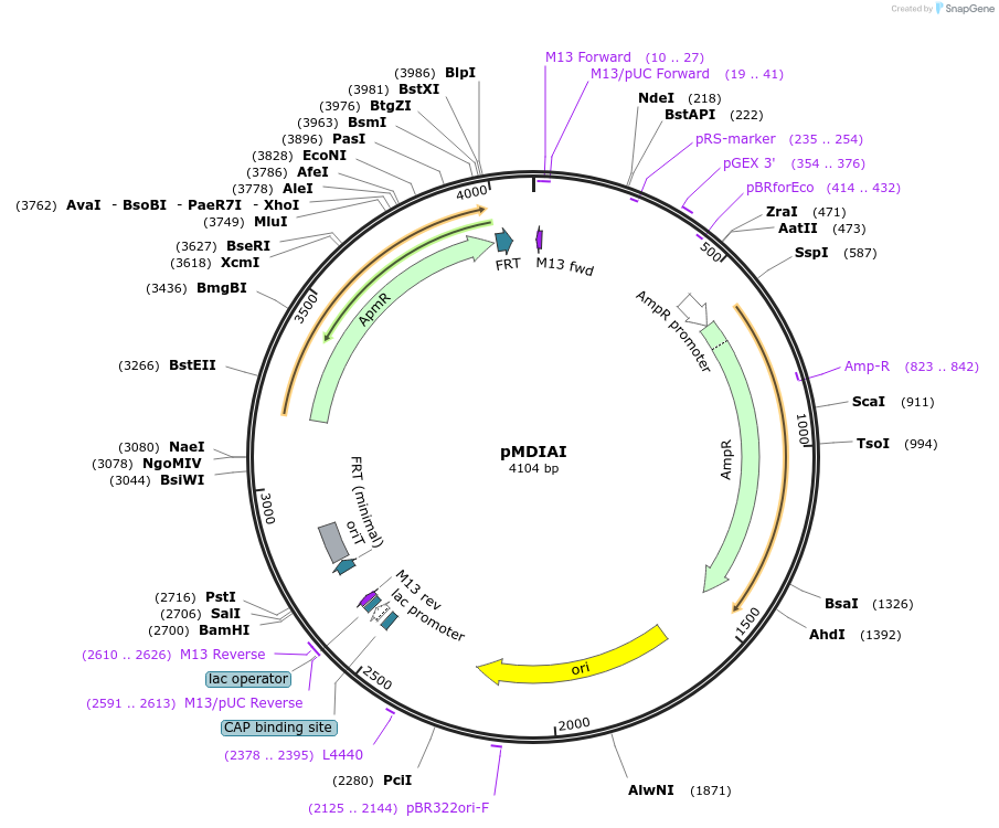 51655-plasmid-map-sequence-id-151922