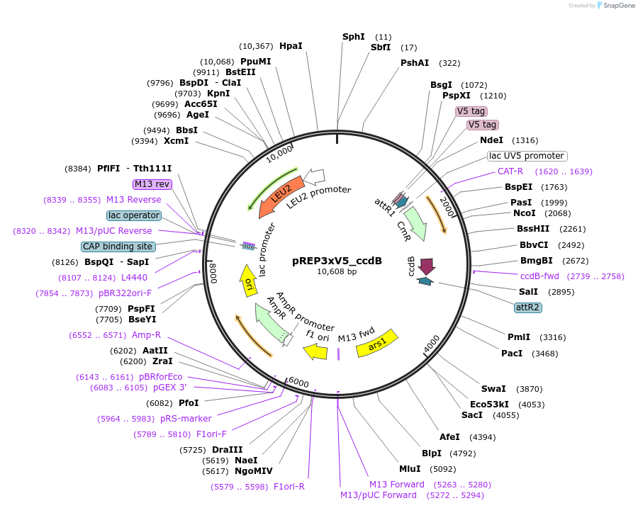79015-plasmid-map-sequence-id-151962
