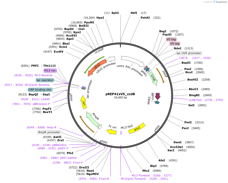 79017-plasmid-map-sequence-id-151963