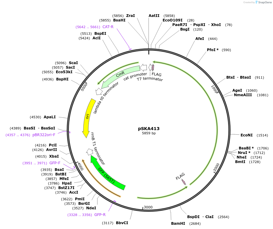 80381-plasmid-map-sequence-id-151985