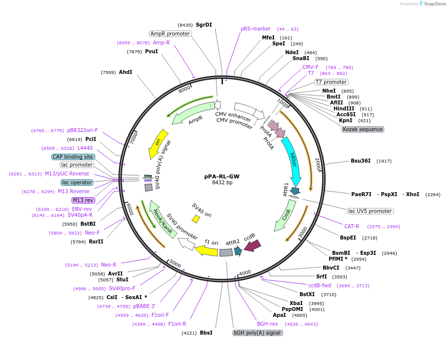 78855-plasmid-map-sequence-id-151996