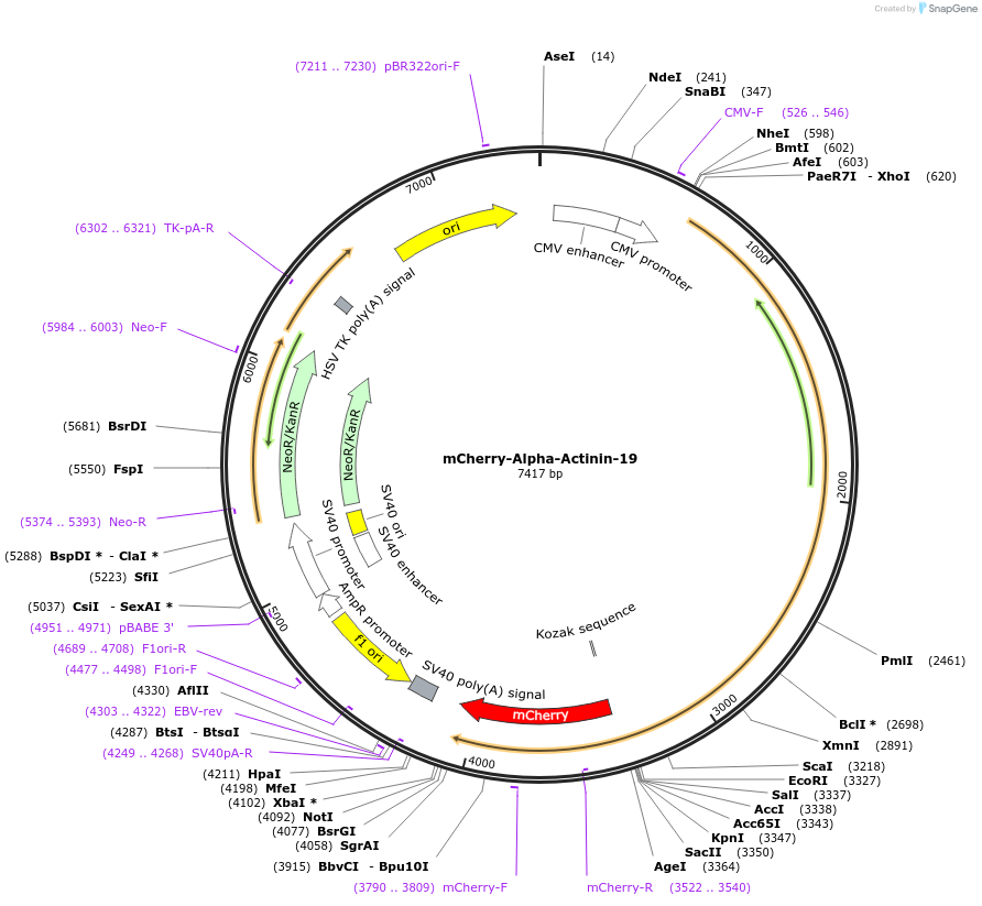 54975-plasmid-map-sequence-id-152016