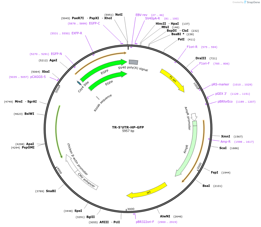 80594-plasmid-map-sequence-id-152065