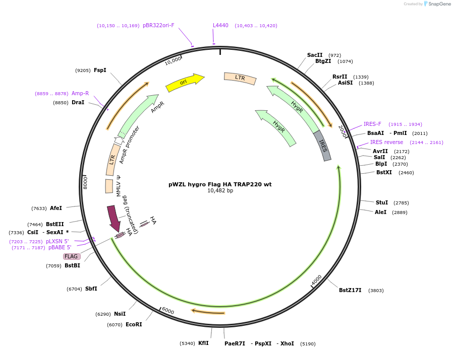 17433-plasmid-map-sequence-id-152071