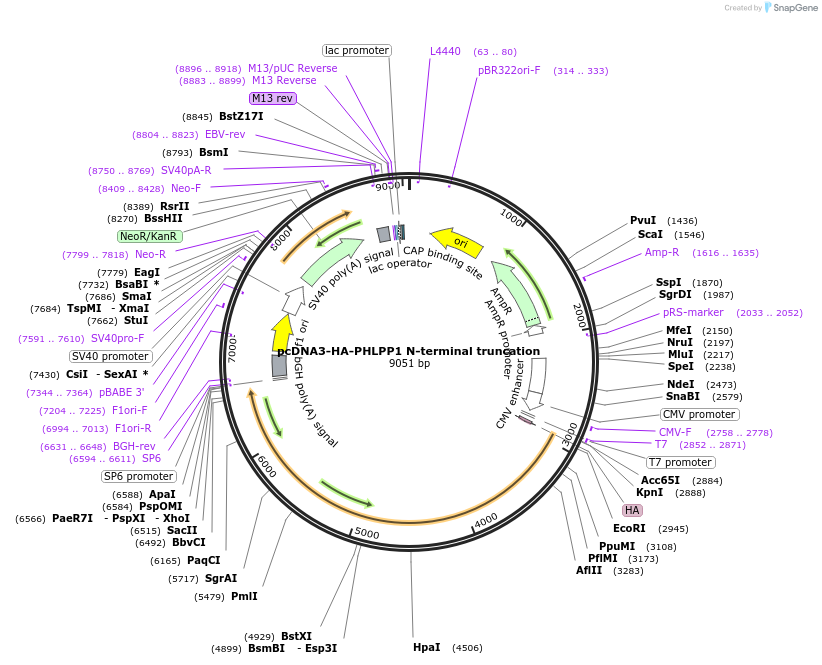 22404-plasmid-map-sequence-id-152083
