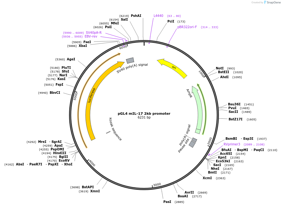 20124-plasmid-map-sequence-id-152088
