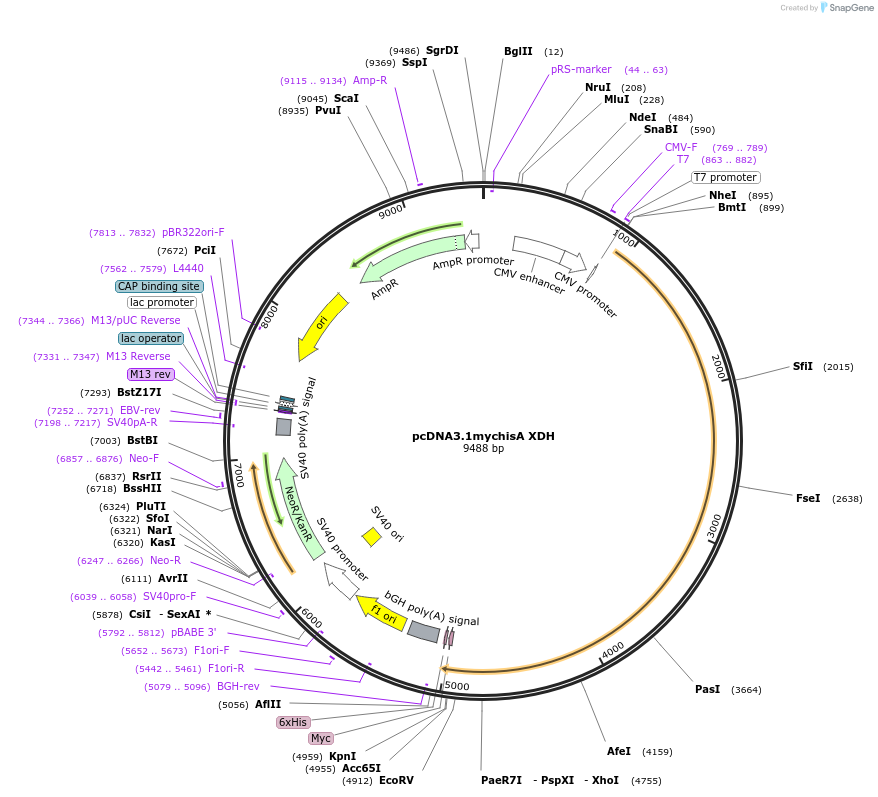 10958-plasmid-map-sequence-id-152134