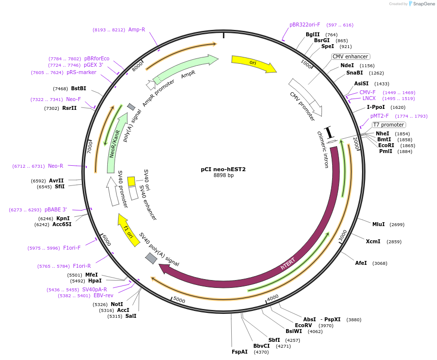 1781-plasmid-map-sequence-id-152140