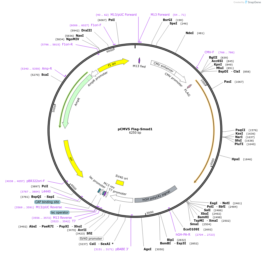 14044-plasmid-map-sequence-id-152151
