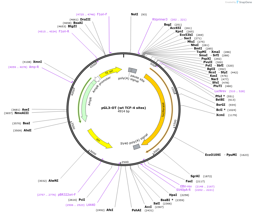 16558-plasmid-map-sequence-id-152174