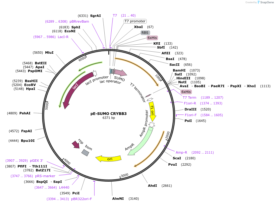80750-plasmid-map-sequence-id-152180