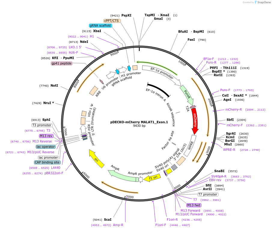 78540-plasmid-map-sequence-id-152207