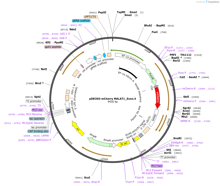 78543-plasmid-map-sequence-id-152240