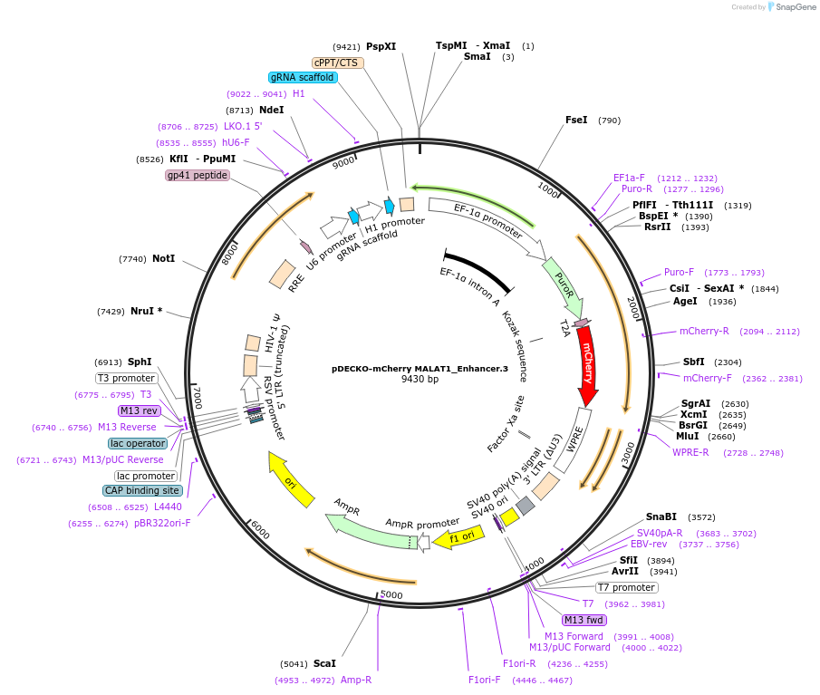 78538-plasmid-map-sequence-id-152242