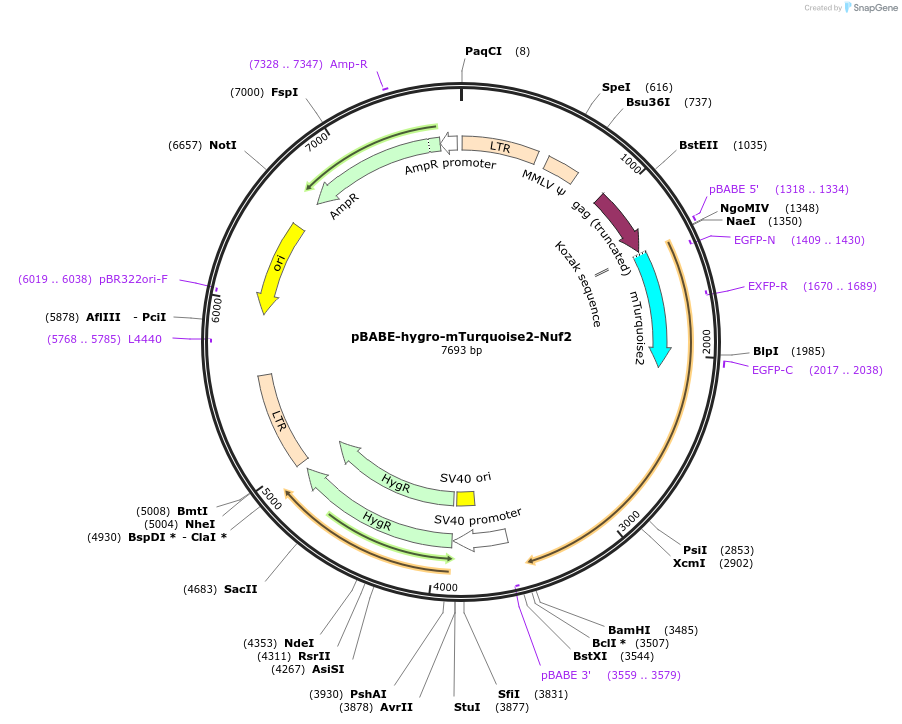 80762-plasmid-map-sequence-id-152246
