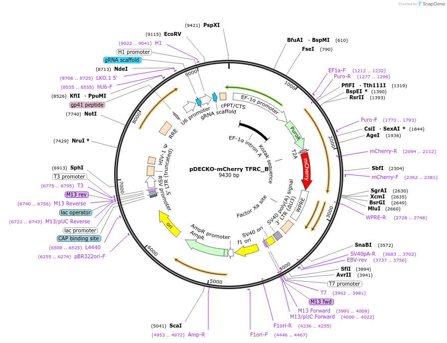 78544-plasmid-map-sequence-id-152248