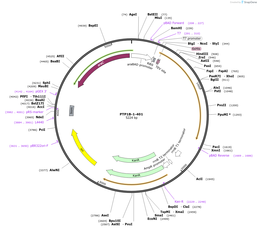 78683-plasmid-map-sequence-id-152426