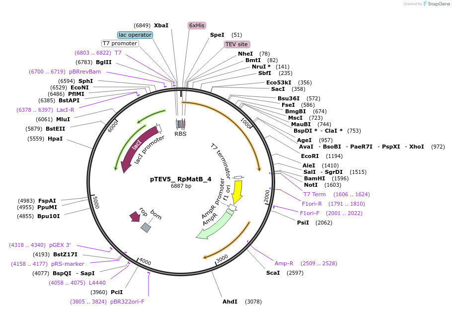 78208-plasmid-map-sequence-id-152436