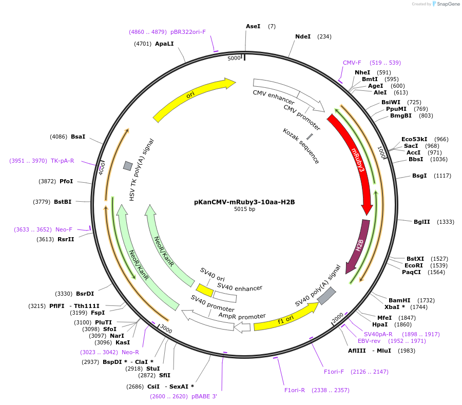 74258-plasmid-map-sequence-id-152446