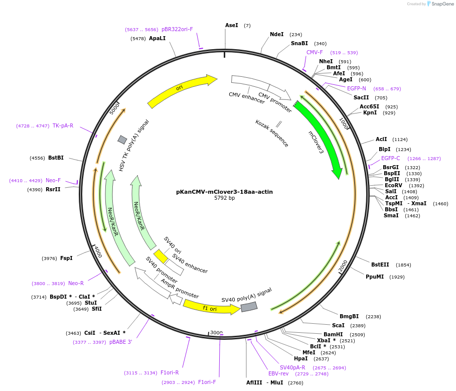74259-plasmid-map-sequence-id-152447