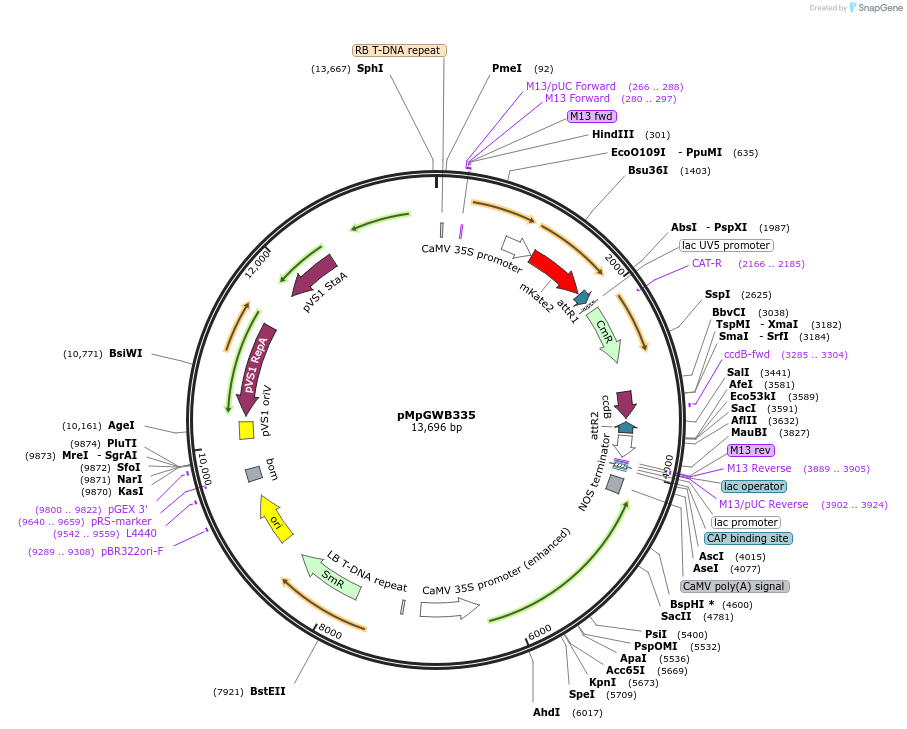 68663-plasmid-map-sequence-id-152565