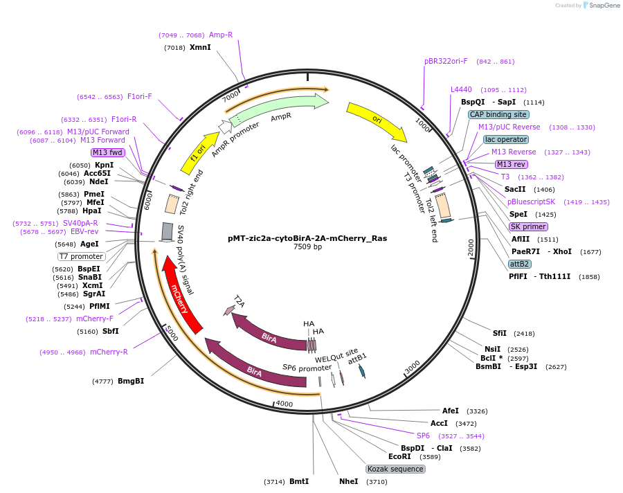 80064-plasmid-map-sequence-id-152615