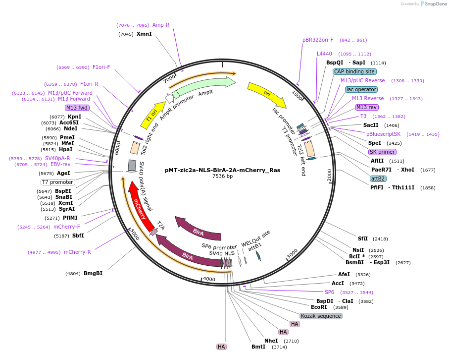 80065-plasmid-map-sequence-id-152617