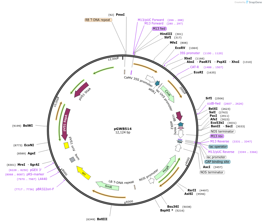 74856-plasmid-map-sequence-id-152626