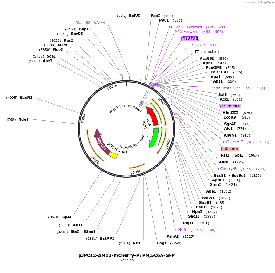 80910-plasmid-map-sequence-id-152719