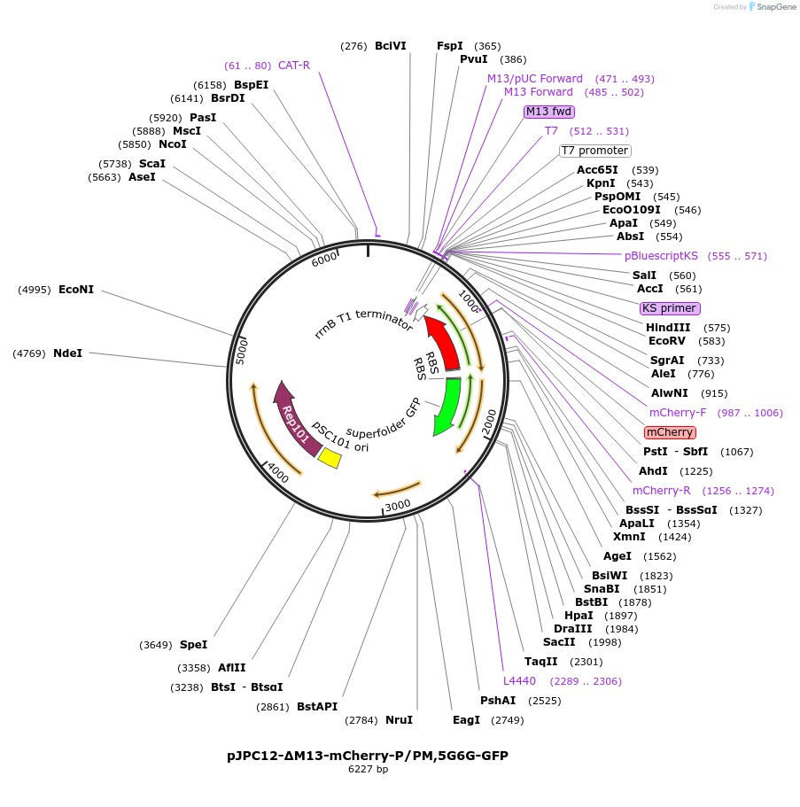 80911-plasmid-map-sequence-id-152720