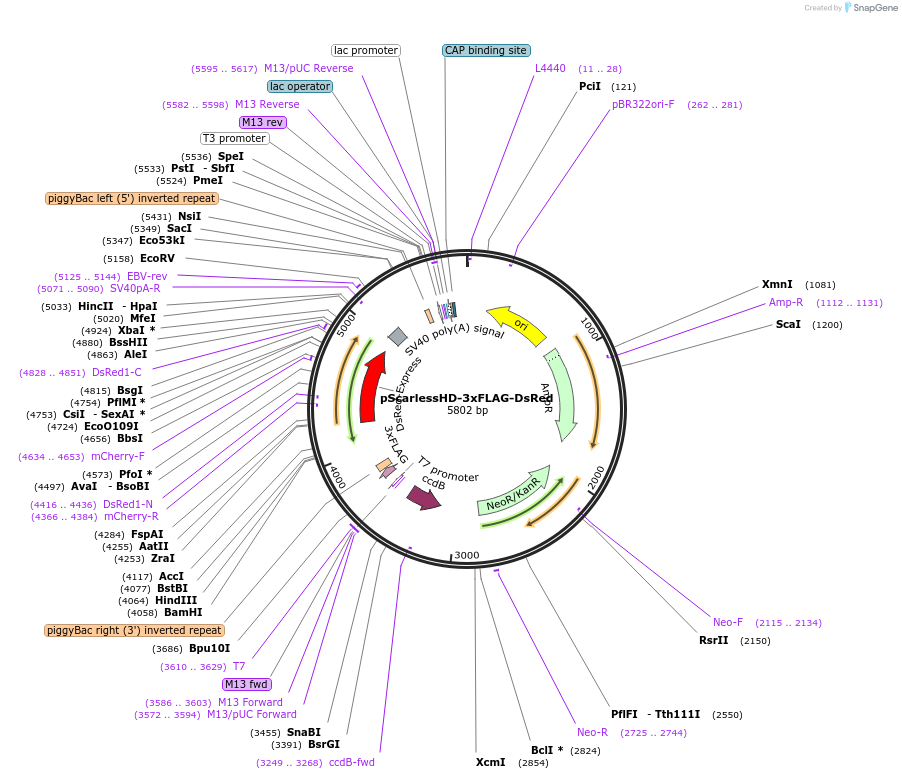 80820-plasmid-map-sequence-id-152798