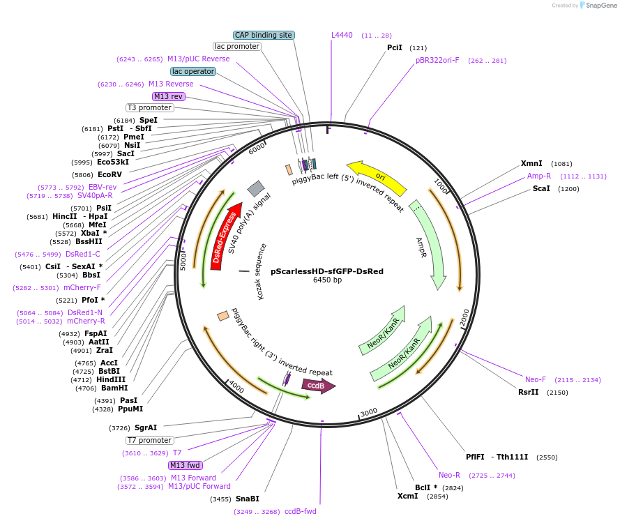 80811-plasmid-map-sequence-id-152800