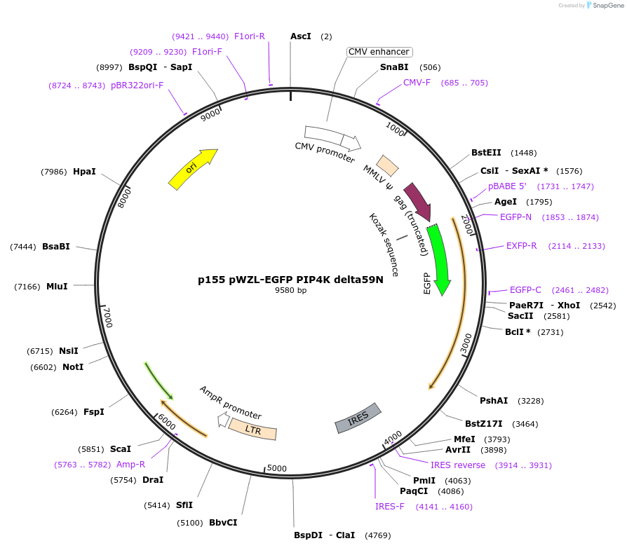 11095-plasmid-map-sequence-id-152817