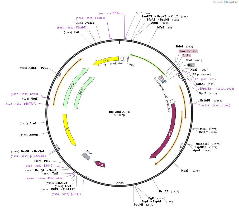 79050-plasmid-map-sequence-id-152937