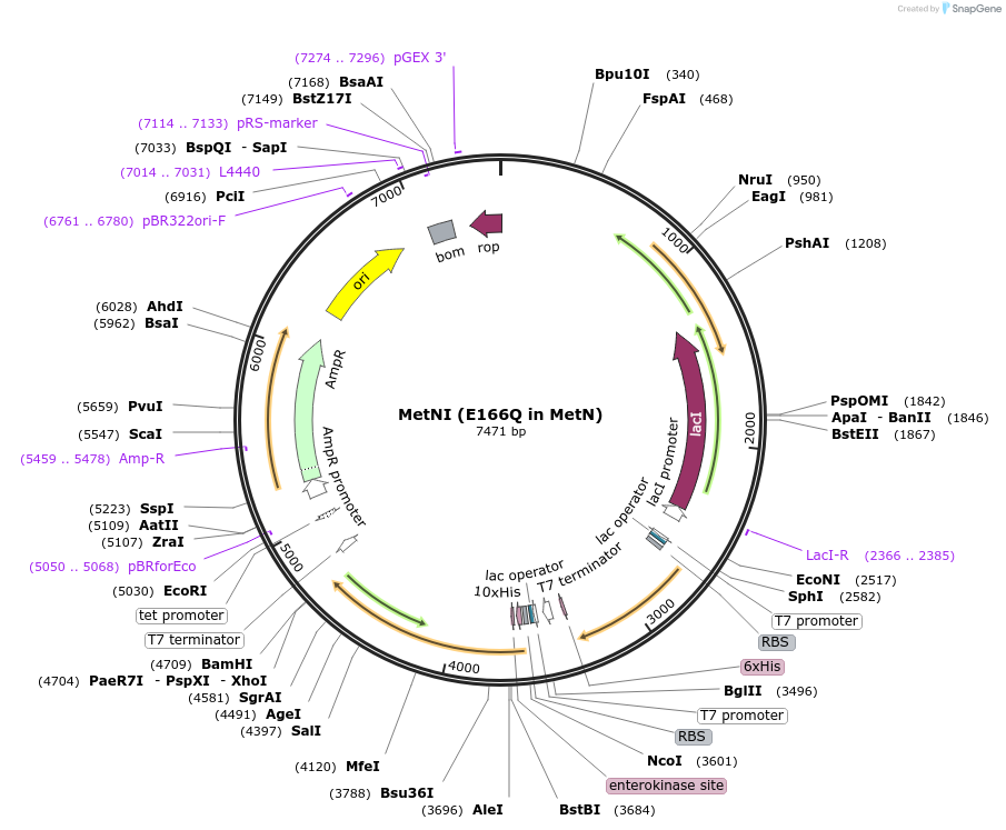 78320-plasmid-map-sequence-id-152940