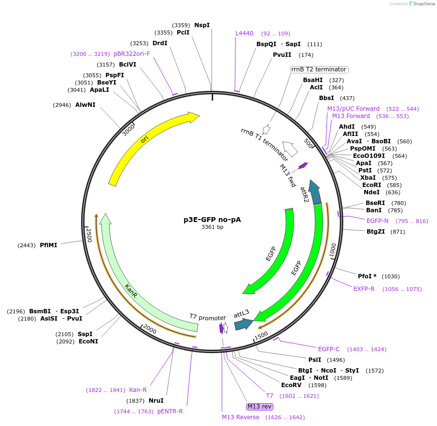 80813-plasmid-map-sequence-id-152946