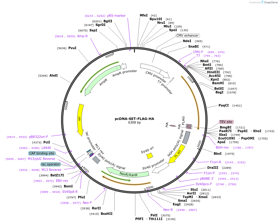 24998-plasmid-map-sequence-id-152957