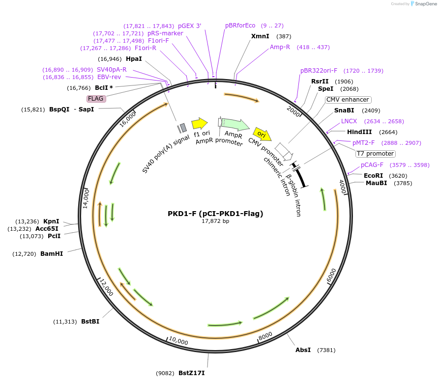 21369-plasmid-map-sequence-id-152961