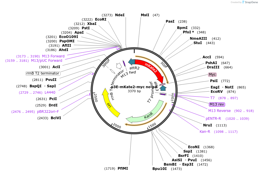 80812-plasmid-map-sequence-id-153001