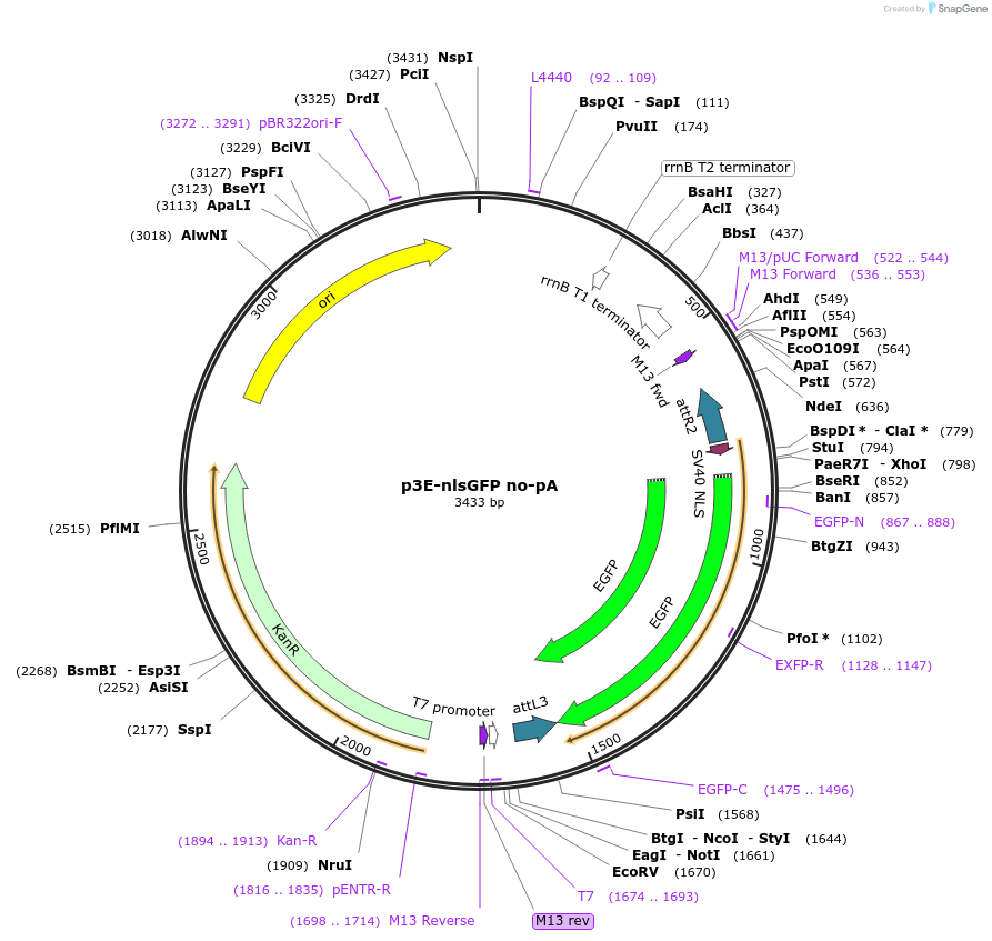 80815-plasmid-map-sequence-id-153004