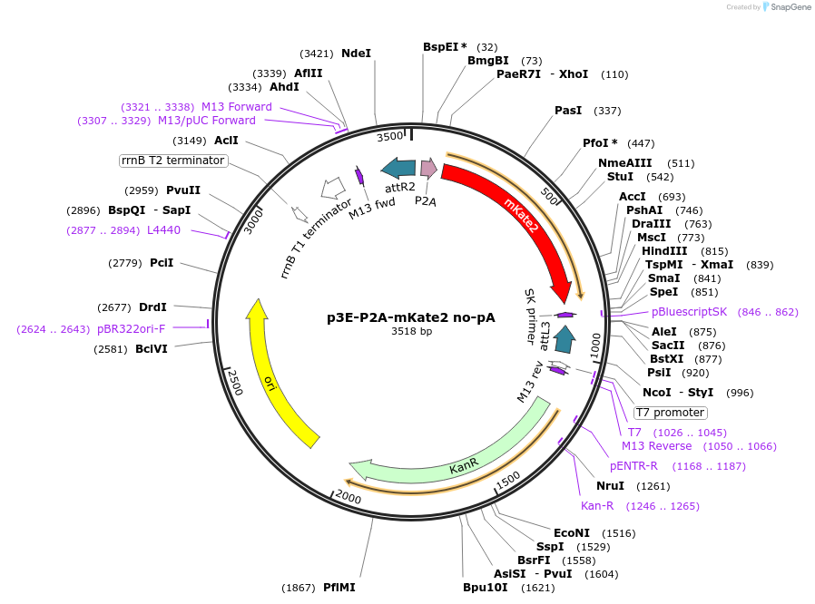80828-plasmid-map-sequence-id-153008